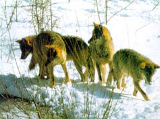 Una cartolina del Parco Nazionale d'Abruzzo