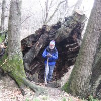 Nella cavità dell'albero